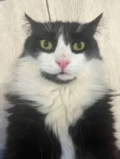 😾