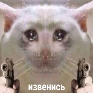 🐶