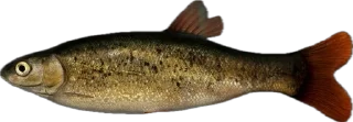 🐟
