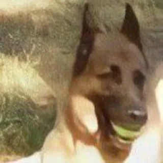 🐶