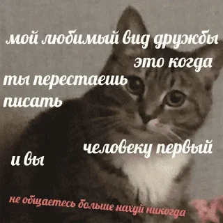 😺