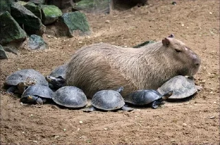 🐢