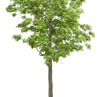🌳