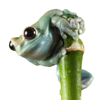 🐸
