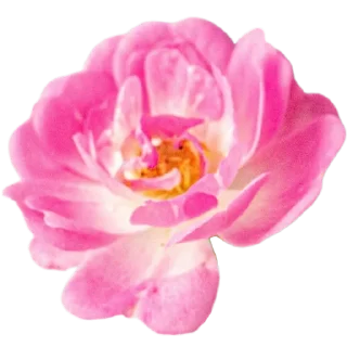 🌸