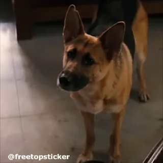 🐕