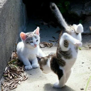 😺