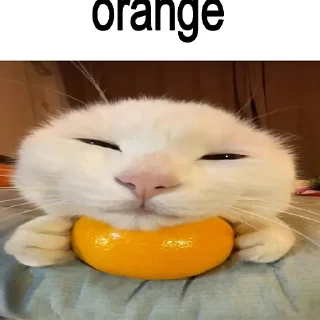 🐈