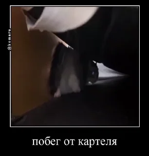 🤩
