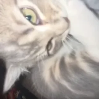 😼