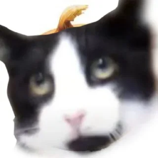 🤙