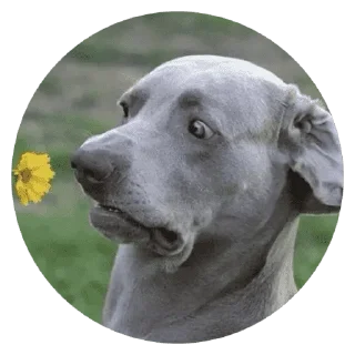 🐶