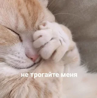 🤦