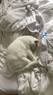 💤