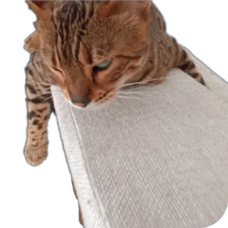 🐱