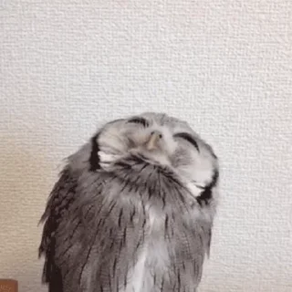🦉