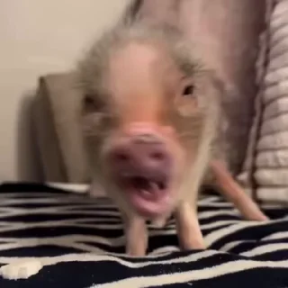 🐽