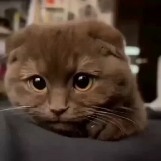 🤩