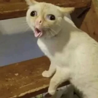😶‍🌫️