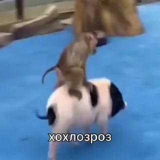 🇺🇦
