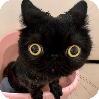 🐱
