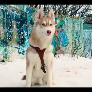 🌟