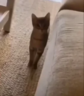 💃