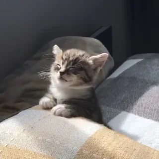 🐈