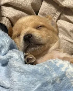 😴