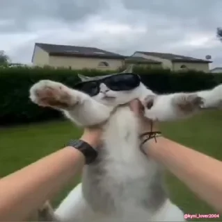 😎