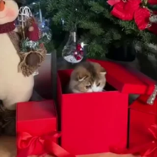 🐈
