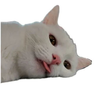 🐱