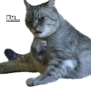 😼
