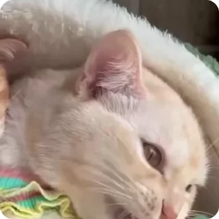 🤫