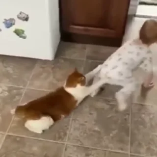🐱