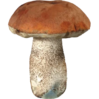 🍄