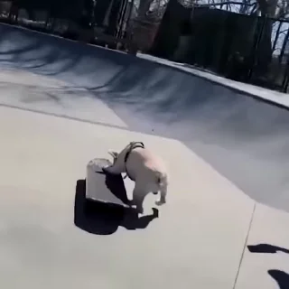 🛹