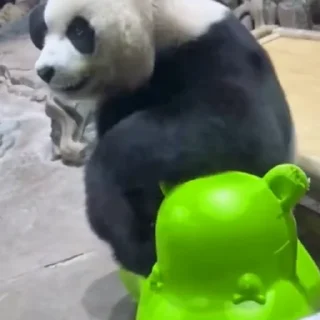 🐼