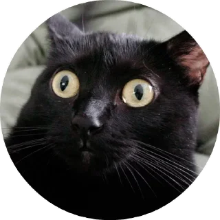 😼