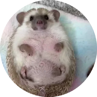 🦔
