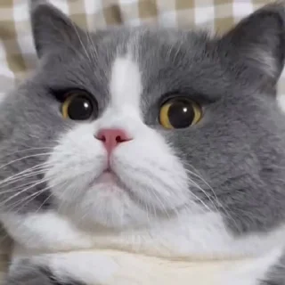 🤩