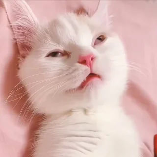 🐾