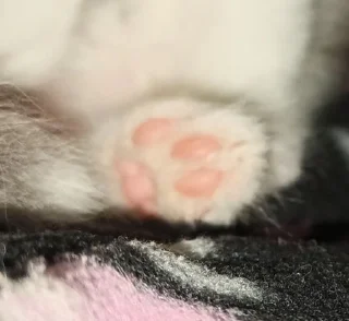 🎀
