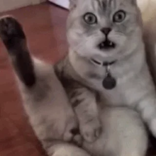 🐱