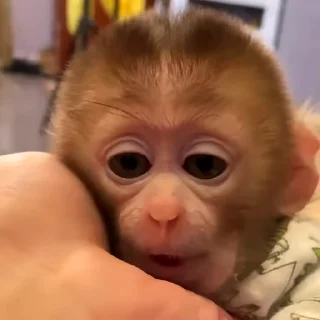 🙉