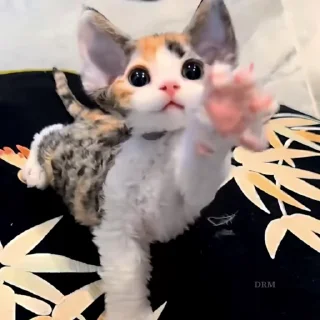 🐾