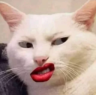 🐱