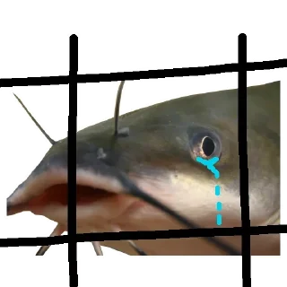 😿