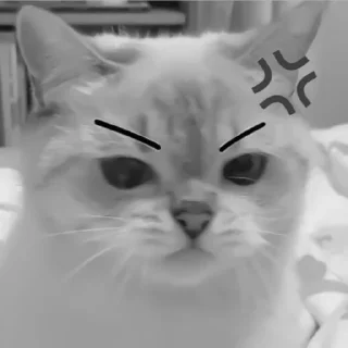🐈‍⬛️