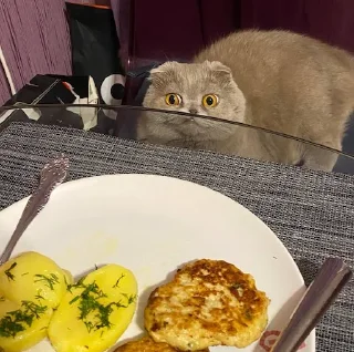 🍽